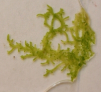 Viherlevä Chaetophora incrassata